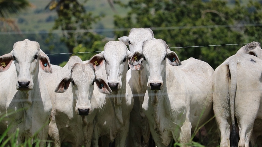 ¿Qué es la integración ganadera-agropecuaria?