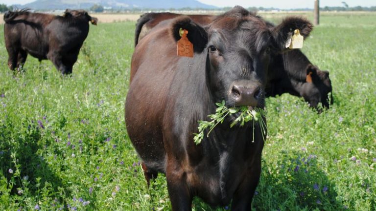 Plantas tóxicas para el ganado bovino
