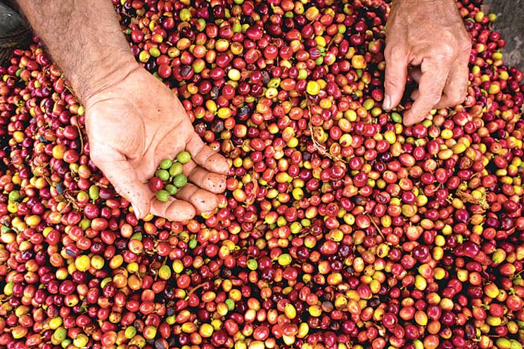 Agro y turismo impulsan el crecimiento económico en Colombia