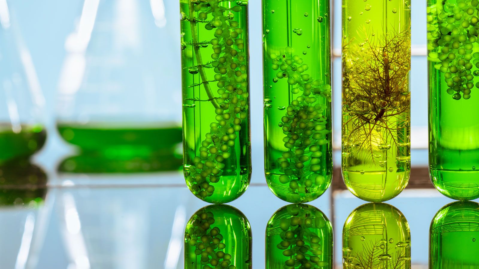 Biocombustibles sostenibles con microalgas en Colombia