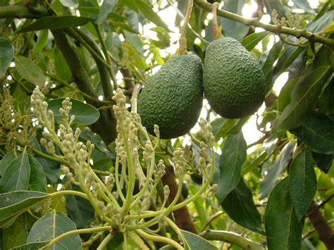 CIltivo de aguacate