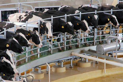 Impacto ambiental de la producción de leche: comparativa entre vaca y vegetales
