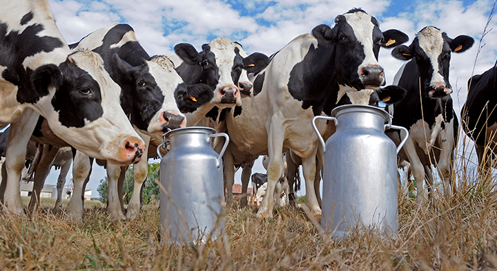 Producción de leche orgánica
