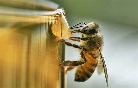 Las abejas nativas impulsan la producción de café en un 15% o más