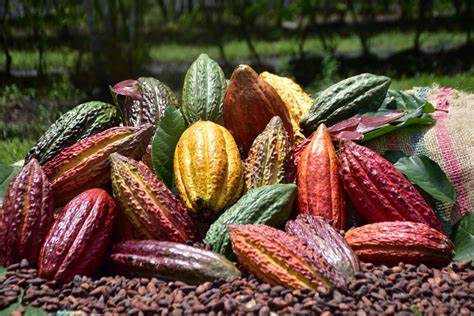 Producción de cacao en Colombia