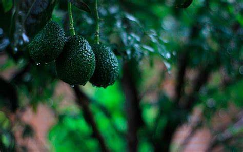 tecnología para mejorar la producción de aguacate en el Cauca