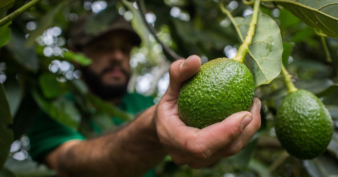 Aguacate Hass