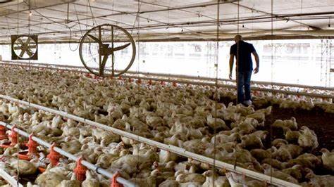 Colombia obtiene autorización para exportar carne de aves a Namibia