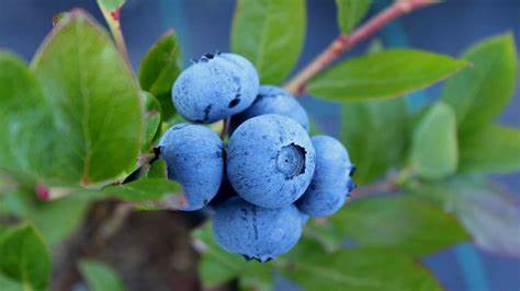 Cultivo de arándanos