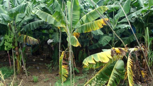 Fusarium TR4 en banano