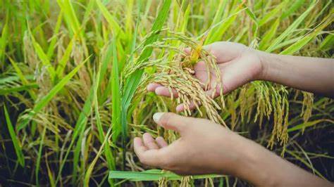 Japón sube importaciones de arroz