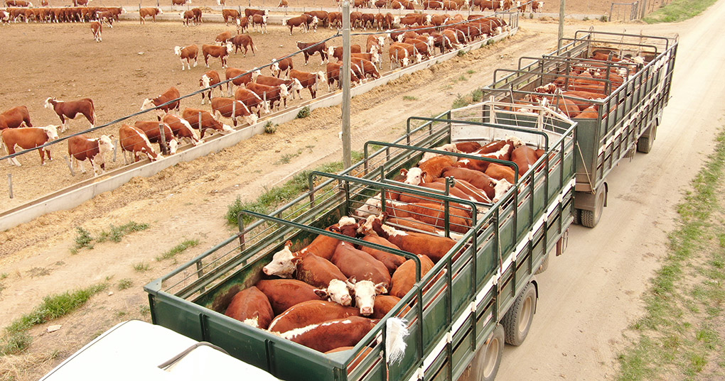 exportaciones ganaderas 2025