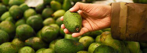 Buenas prácticas agrícolas para exportar aguacate Hass a Europa