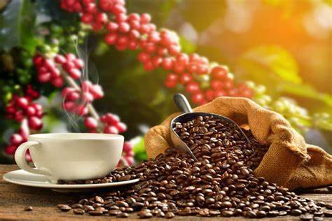 Certificaciones sostenibles para café: Rainforest, UTZ, orgánico y más