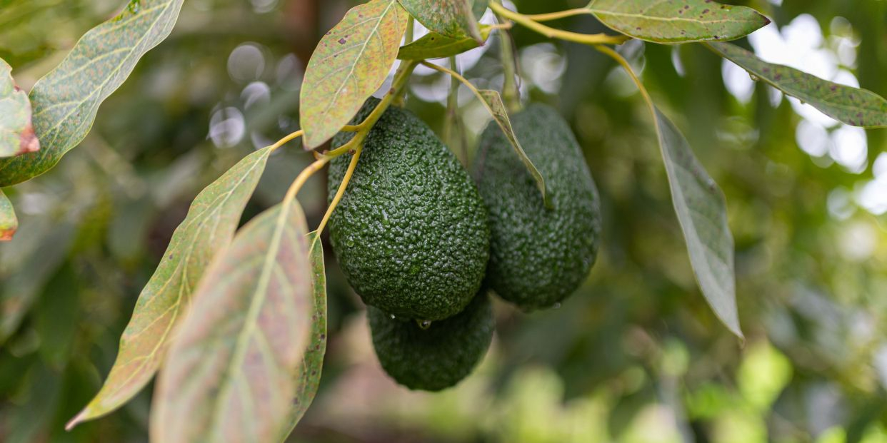 Errores en el cultivo de aguacate