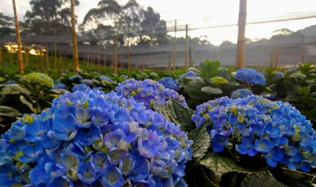 exportación de flores colombianas