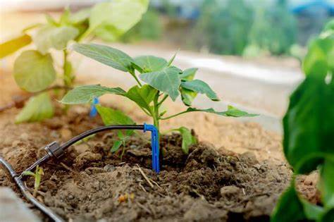 Guía de riego por goteo para pequeños agricultores: instalación y mantenimiento