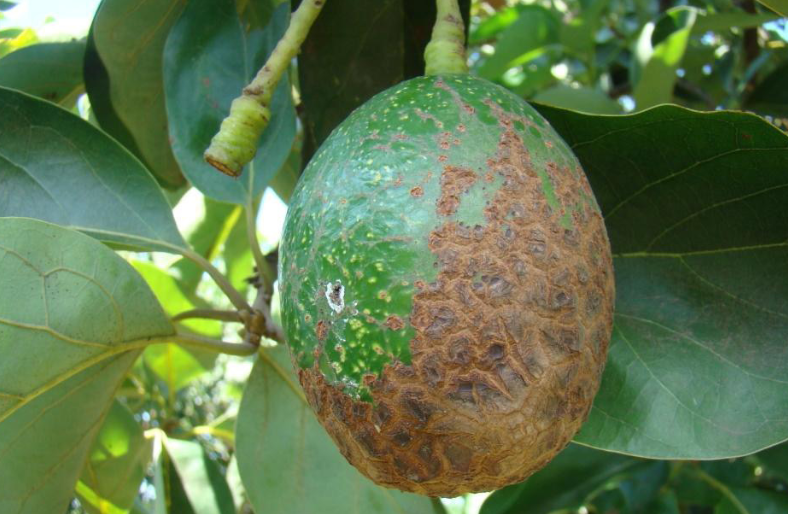 Guía técnica para reducir pérdidas por Mancha de Sol y Ácaros en aguacate Hass