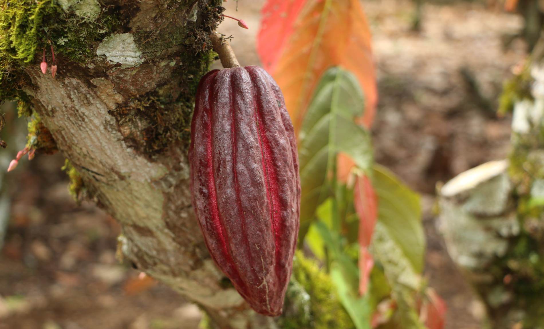 manejo de monilia y escoba de bruja en cacao