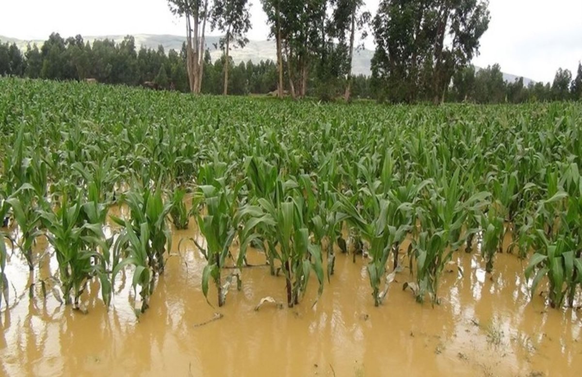 Impacto de las lluvias en el agro colombiano: afectaciones y estabilidad en la producción