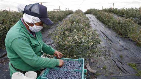 Índice de Precios del Productor Colombia abril 2025