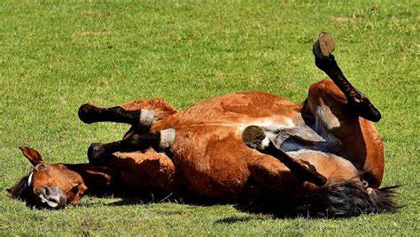 IA en medicina veterinaria para caballos
