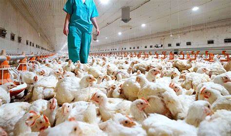 Suspenden Exportación de Aves por gripe Aviar