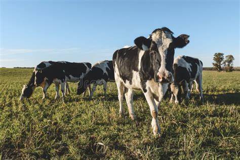 selección genética para vacas lecheras