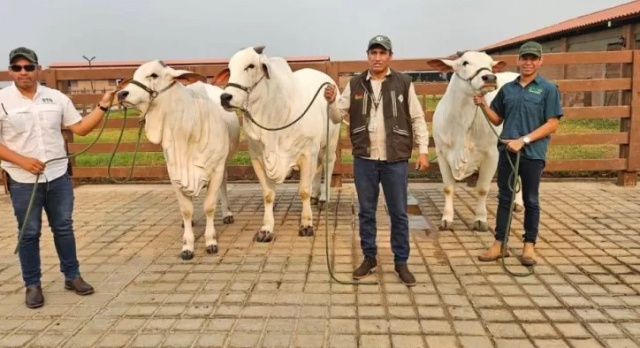 Bolivia apuesta por la genética bovina.