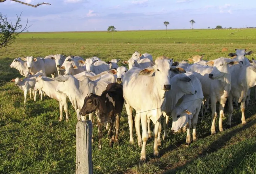 Brasil declarado libre de fiebre aftosa