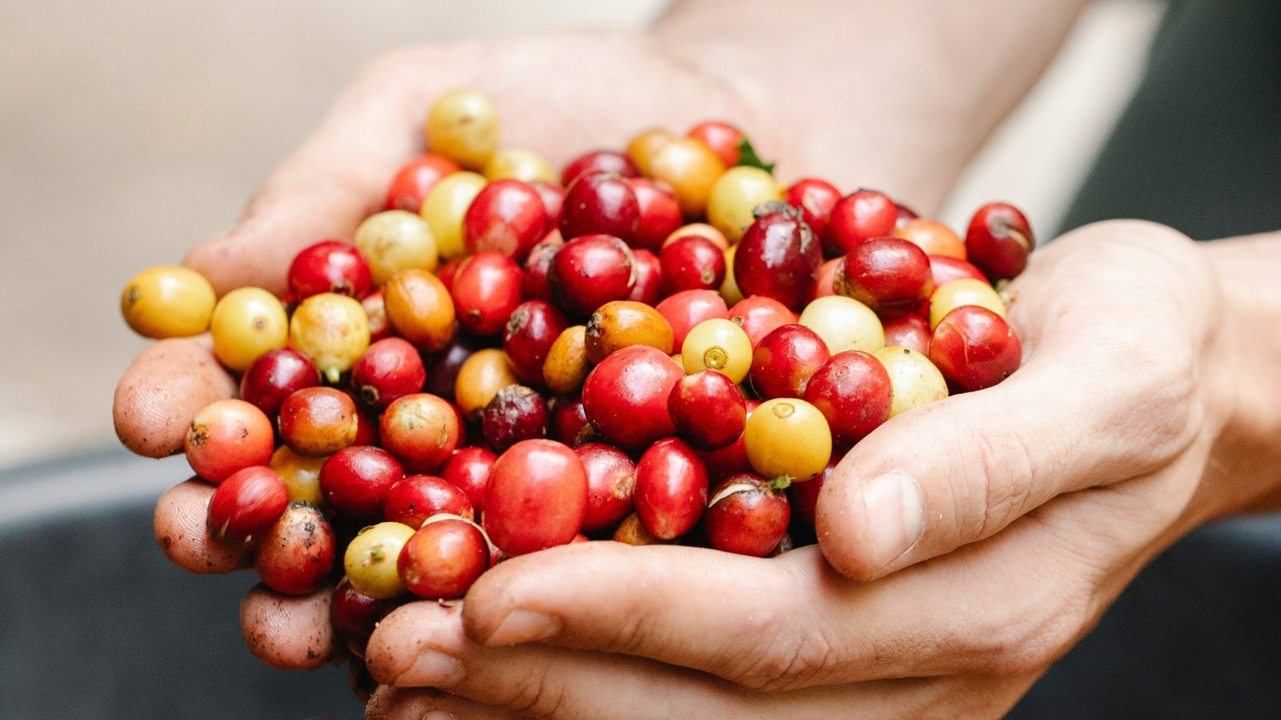 ¿Cómo aprovechar la pulpa del café sin contaminar el medio ambiente?