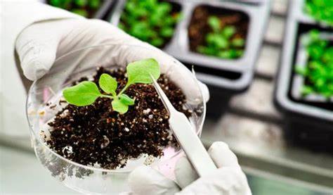 Cómo empezar con bioinsumos sin fallar en el intento