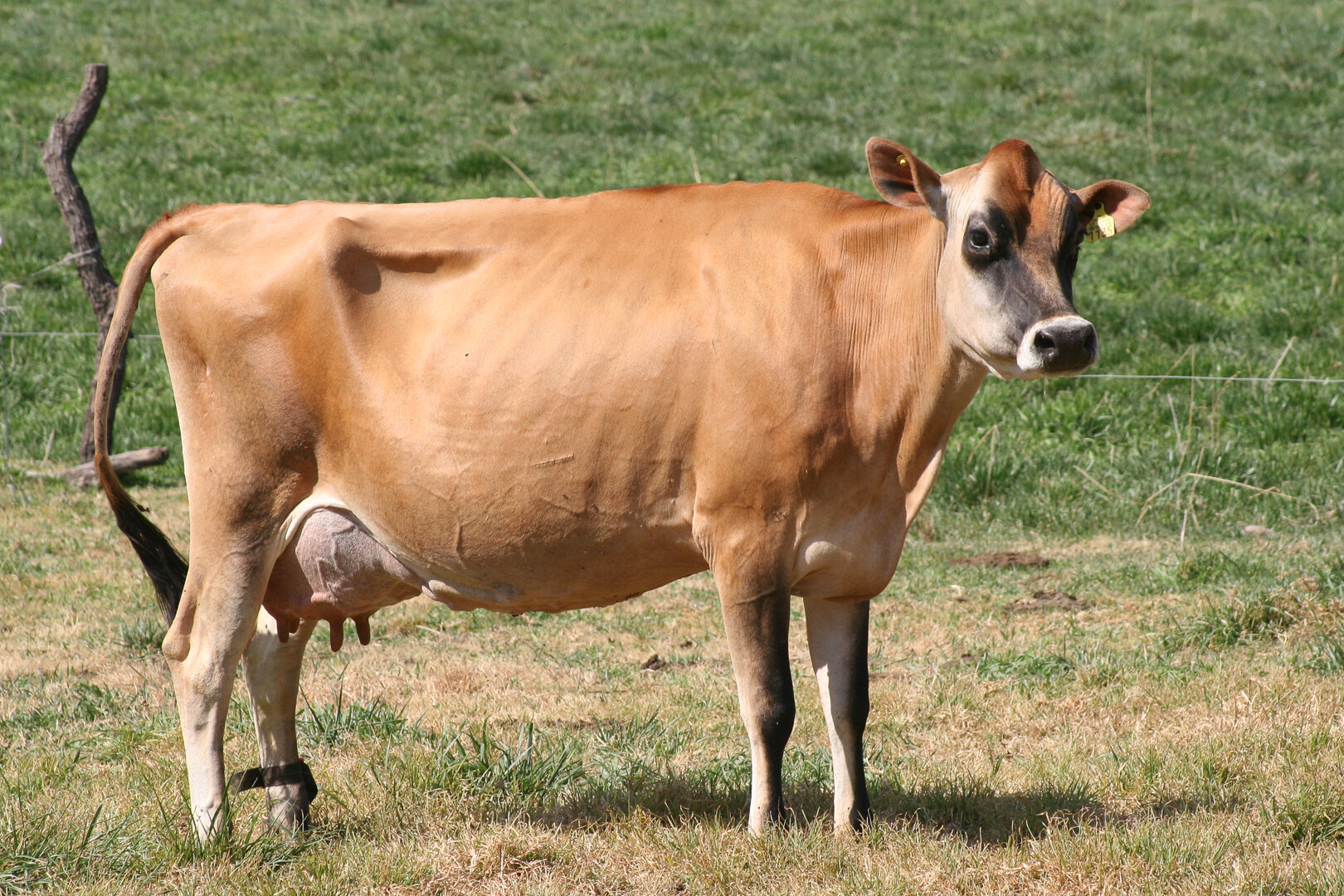 Ganado Jersey: la raza ideal para una producción de leche de alta calidad