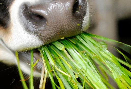 Cómo sembrar pasto para alimentar ganado