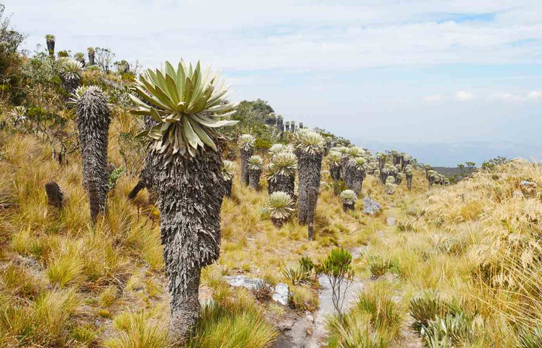 ¿Qué es el frailejón y por qué es clave para el ecosistema de páramo?