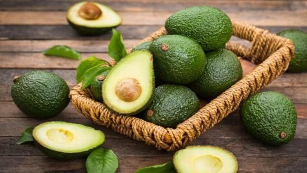 Tiempo de cosecha de aguacate: guía agropecuaria para una recolección profesional