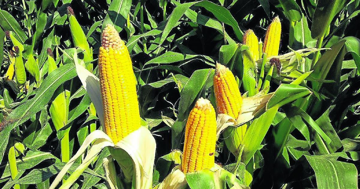 cultivo de maíz en Colombia