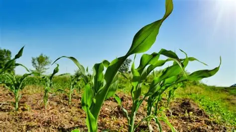 Claves para certificar tu producción como orgánica en Colombia