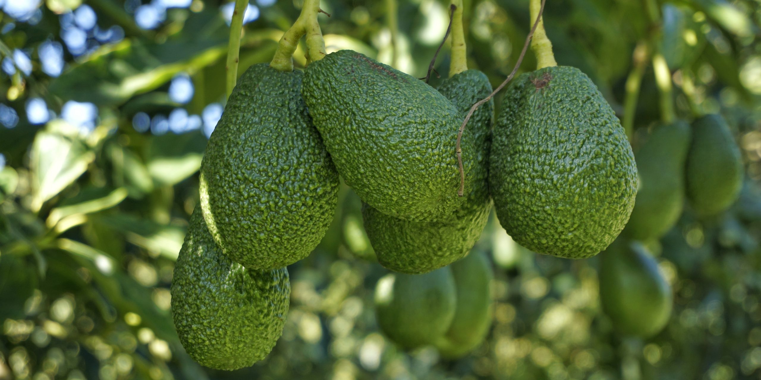 ¿Cómo mejorar la absorción de calcio en el aguacate?