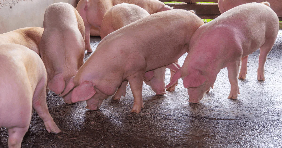 ¿Cómo optimizar la conversión alimenticia en cerdos?
