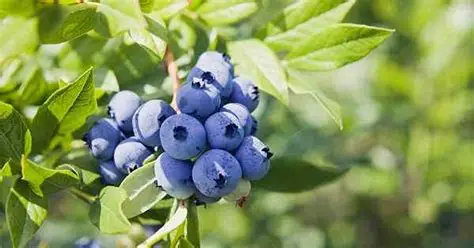 fertirriego en arándanos
