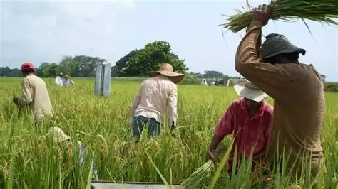 Paro arrocero en Colombia: caída del 22 % en el precio del arroz pone en riesgo al sector