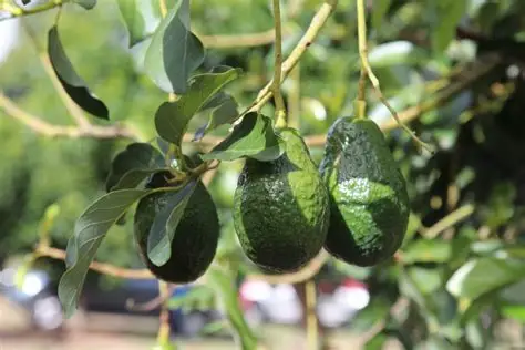 Prevención de Phytophthora en aguacate