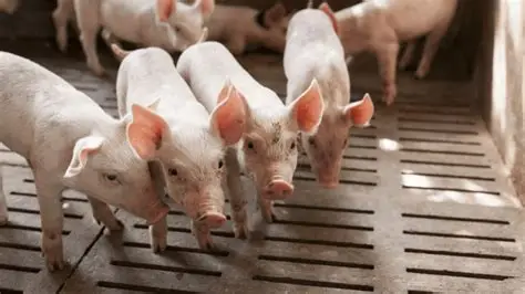 Bioseguridad en granjas porcinas: protocolos clave para evitar pérdidas