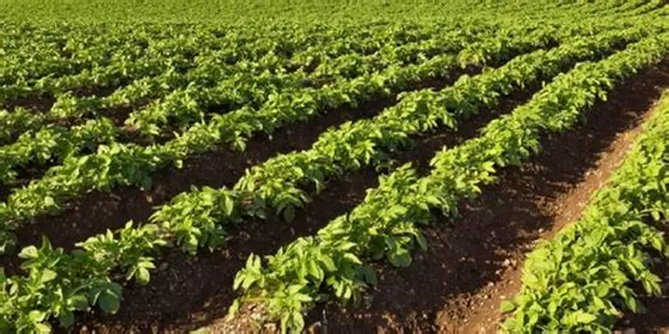Cómo calcular el costo real por hectárea en el agro