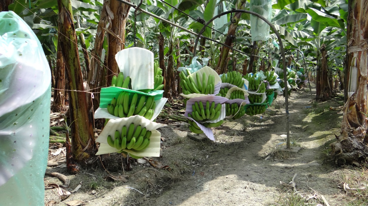 bananos resistentes a Fusarium en Colombia