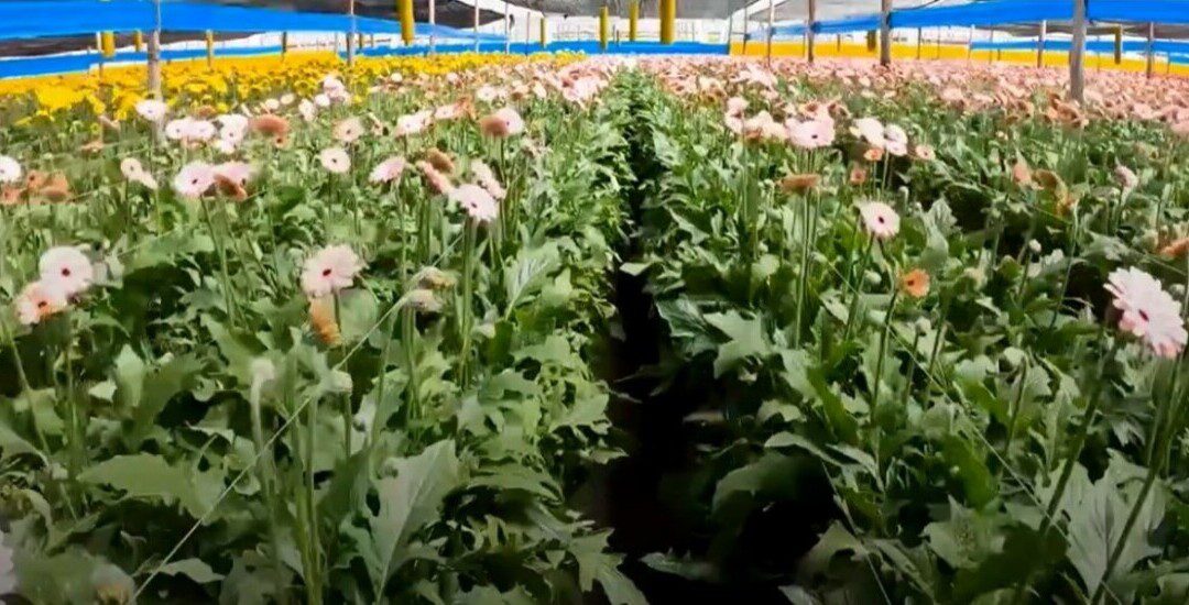 Bioinsumos en floricultura colombiana: productividad sostenible y competitiva