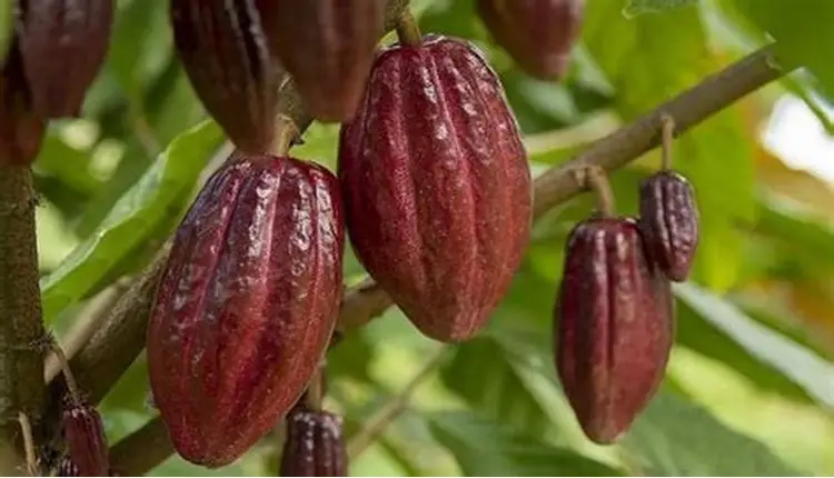 cadmio en fertilizantes de cacao