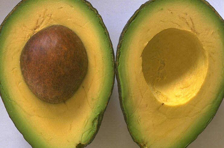 detección rápida de hongos en aguacate y cacao