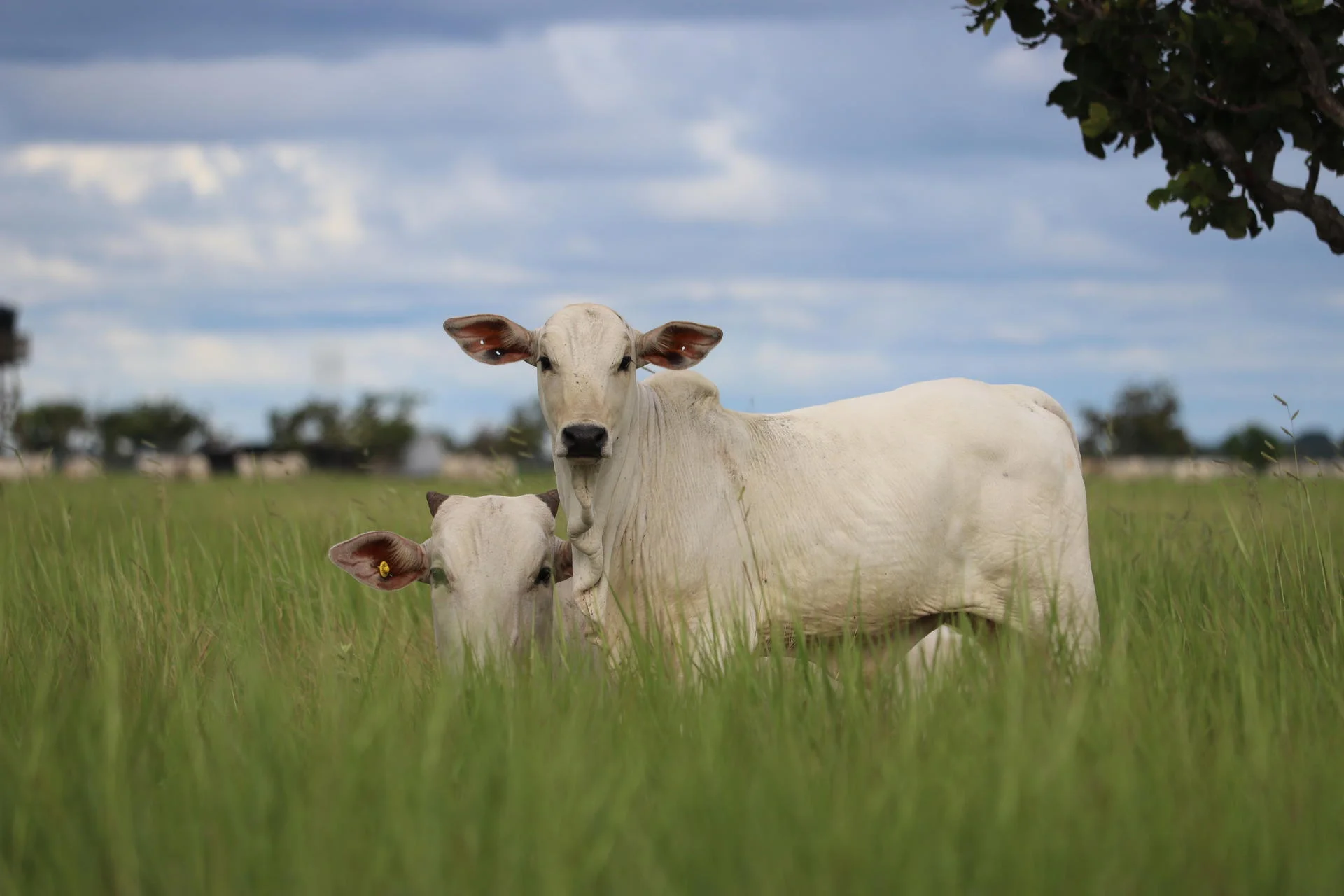 pasturas mejoradas